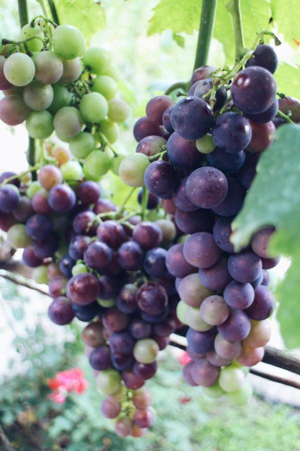 Studio And Winery Kalimut Virpazar Exterior foto